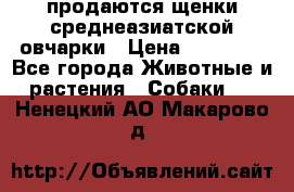 продаются щенки среднеазиатской овчарки › Цена ­ 30 000 - Все города Животные и растения » Собаки   . Ненецкий АО,Макарово д.